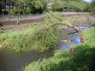 PICT1868.jpg